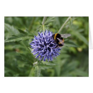 Gaffez l'abeille sur le chardon