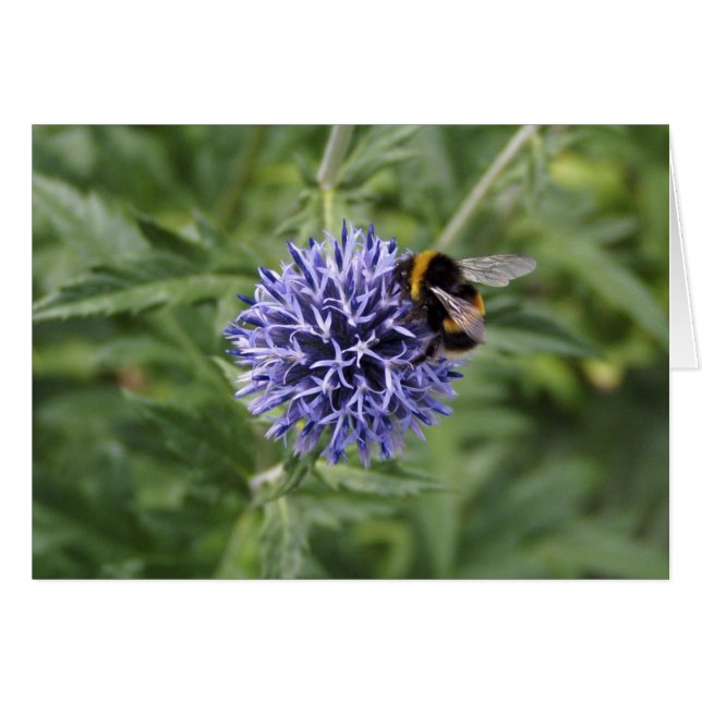 Gaffez l'abeille sur le chardon (Devant horizontal)