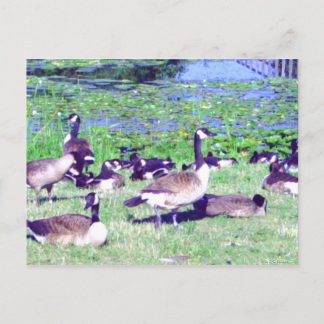 Gagle de la carte postale de l'oie (Devant)