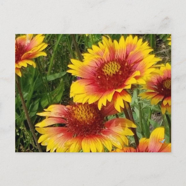 GAILARDIA SUR LA PRAIRIE - CARTE POSTALE (Devant)