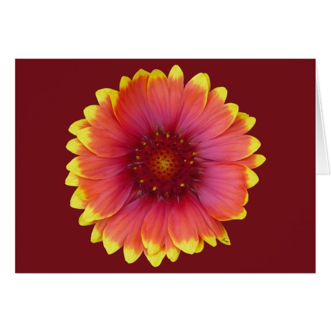 Gaillardia 1 (Devant horizontal)