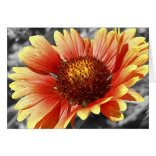 Gaillardia Fleur de Gaillarde À l'intérieur Vierge