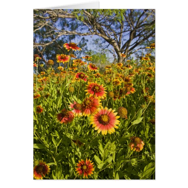 Gaillardia pulchella) fleurs sauvages (Devant)