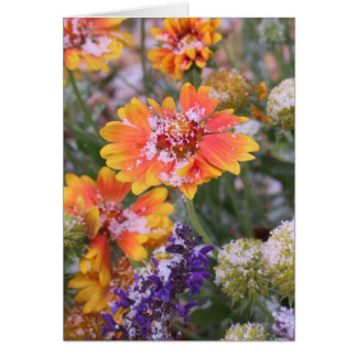 Gaillardie à neige
