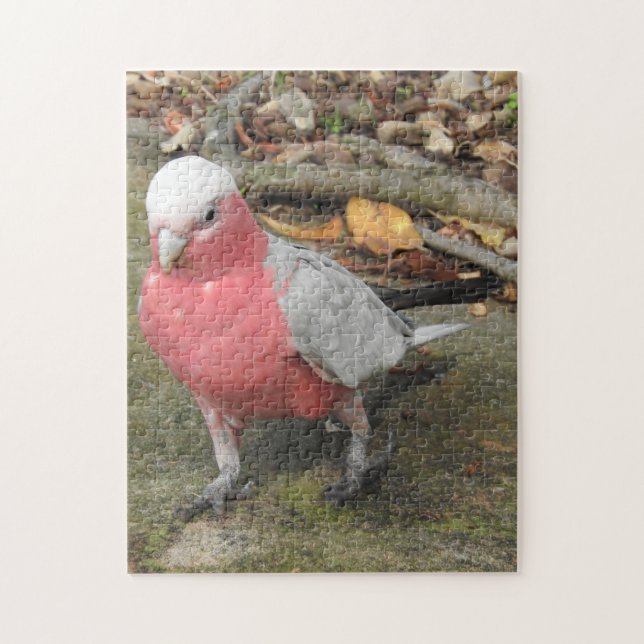 Galah Puzzle (Vertical)