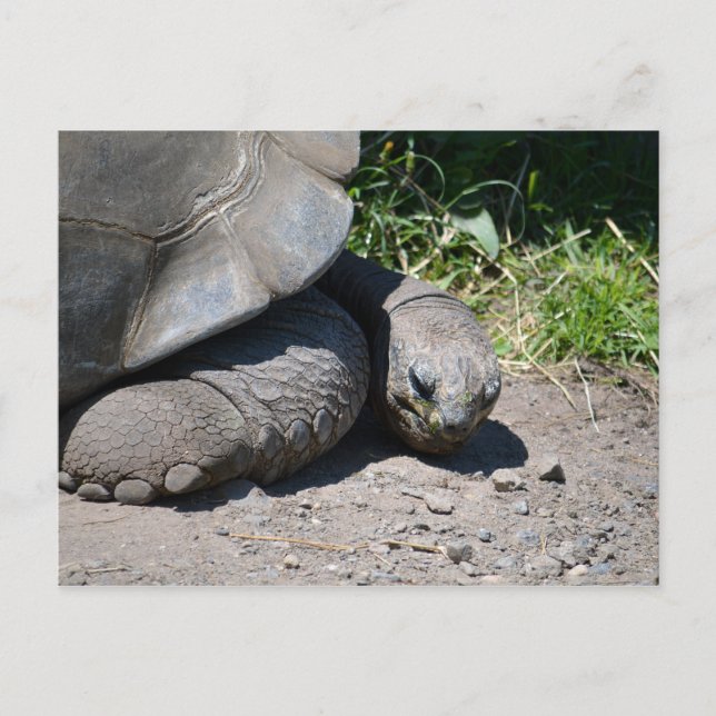 Galapagos Giant Tortoise Carte postale (Devant)