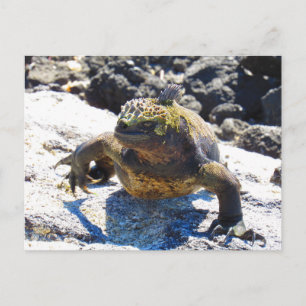 galapagos iguana sourire carte postale