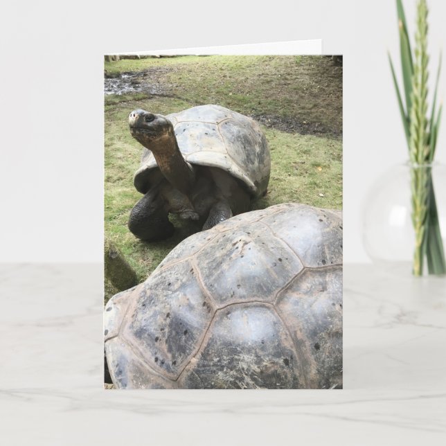 galapagos tortue carte de voeux #2 (drôle à l'inté (Devant)
