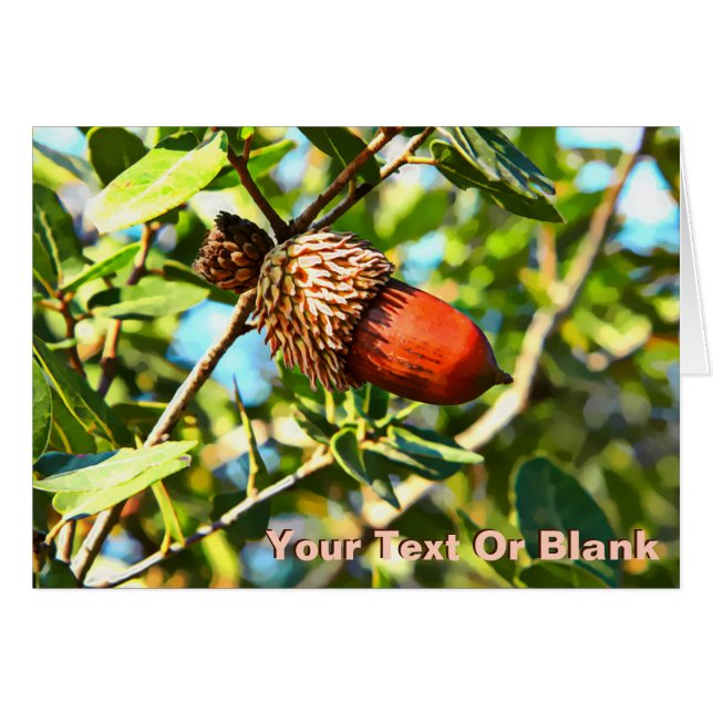 Galilee Acorn (Devant horizontal)