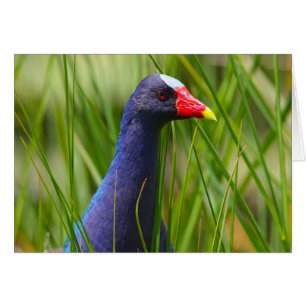 Gallinule pourpre