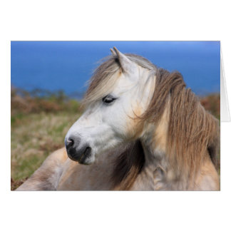 Gallois Pony