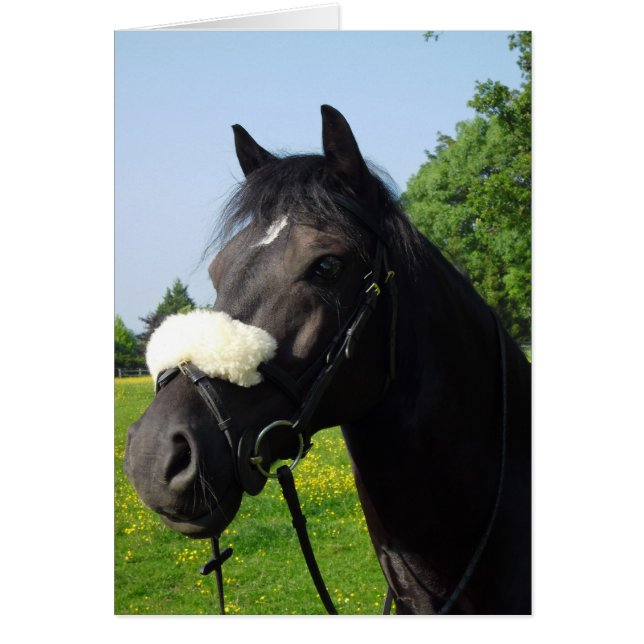 Gallois, section D (Devant)