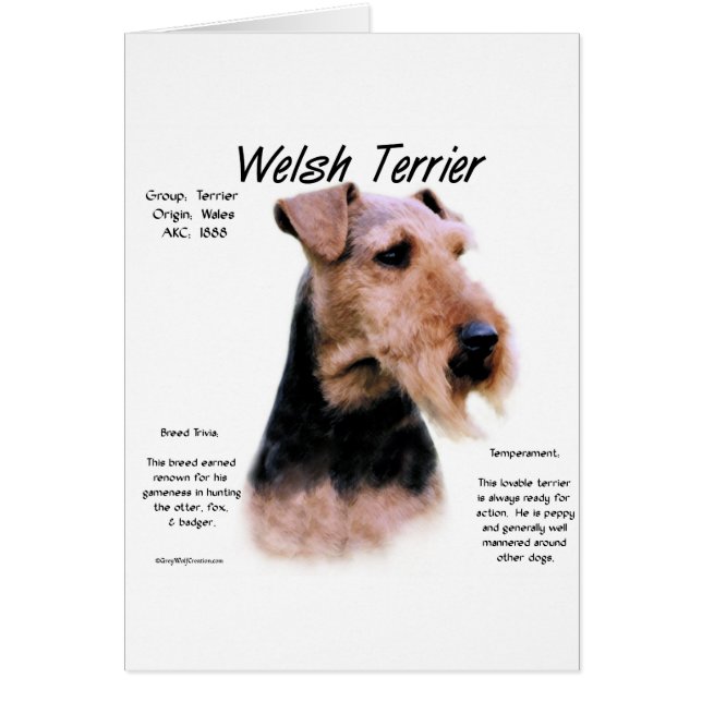 Gallois Terrier Histoire; À propos de Welsh Terrie (Devant)