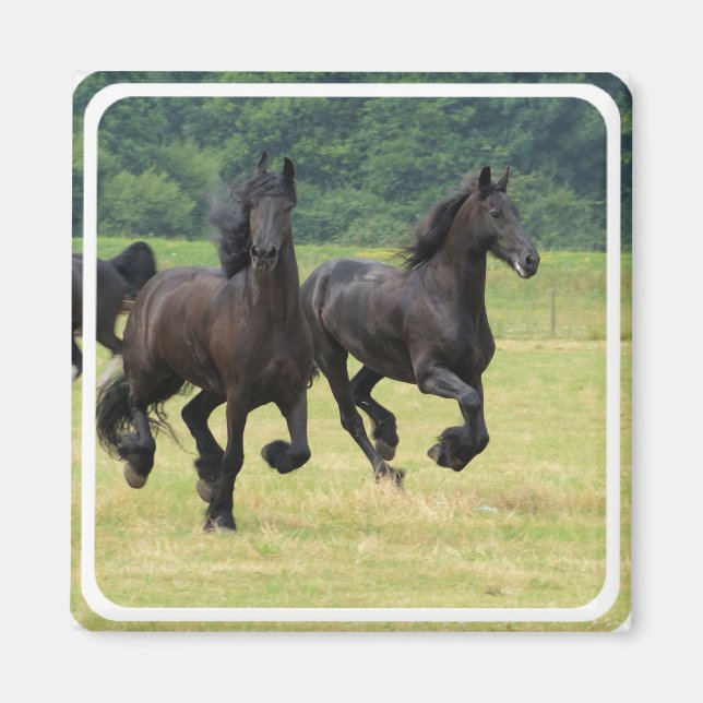 Galoping Magnet de chevaux friésiens (Devant)
