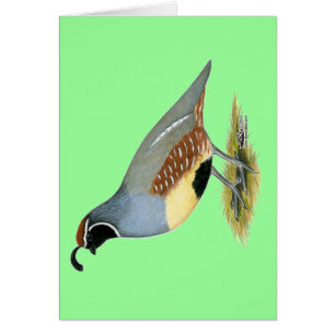 Gambel's Desert Quail