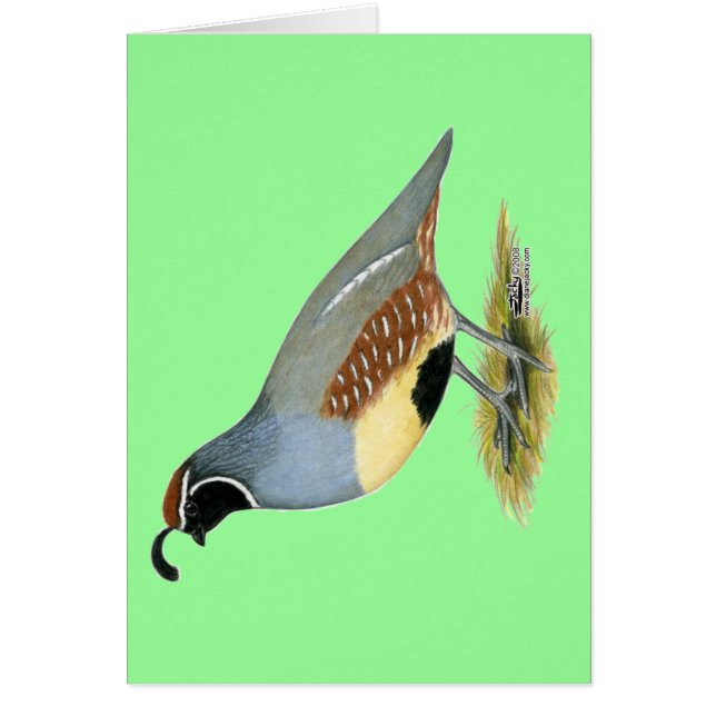 Gambel's Desert Quail (Devant)