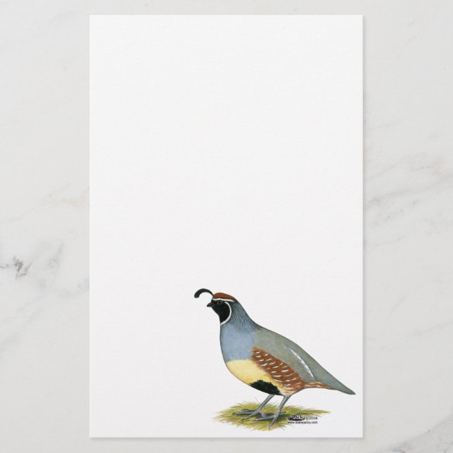 Gambel's Desert Quail (Devant)