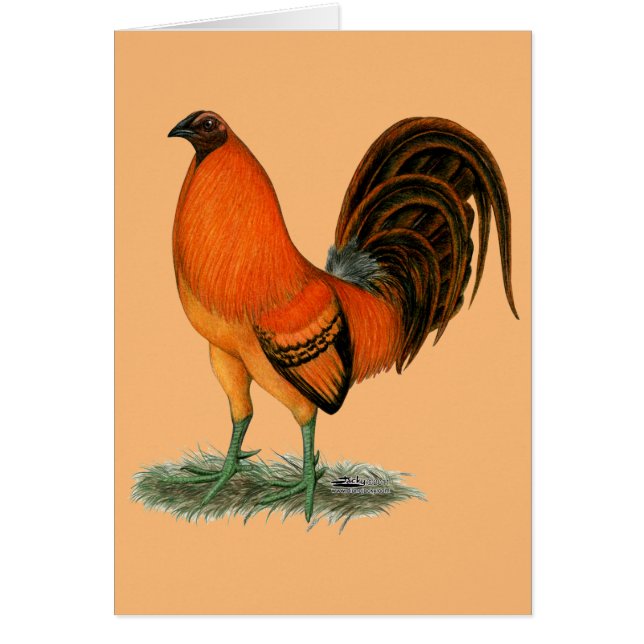 Gamecock Ginger (Devant)