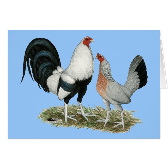 Gamefowl argenté (Devant Horizontal)