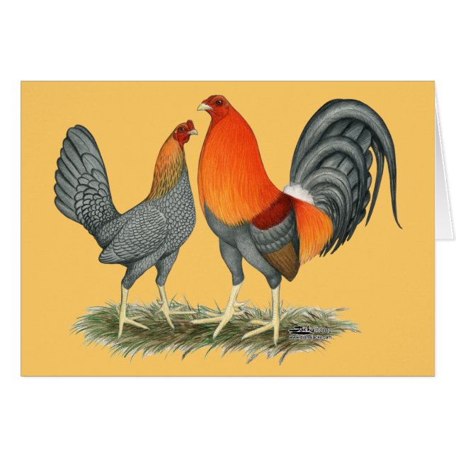 Gamefowl rouge bleu (Devant Horizontal)