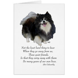 Garde de Pomeranian noir