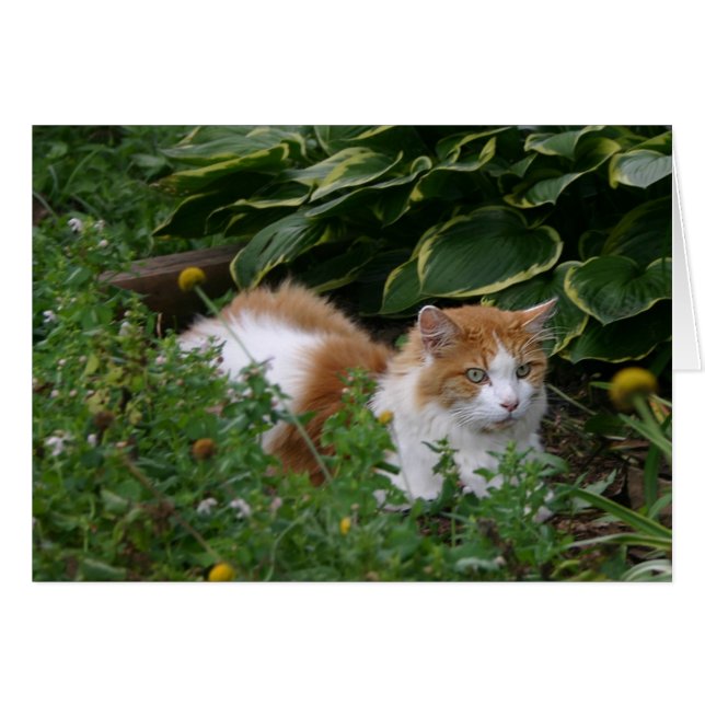 Garden cat (Devant horizontal)