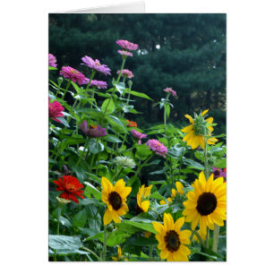 Garden View- sunflower, daisies, cosmos