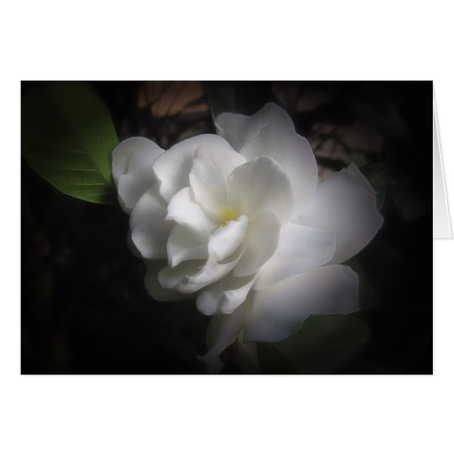 Gardenia (Devant horizontal)