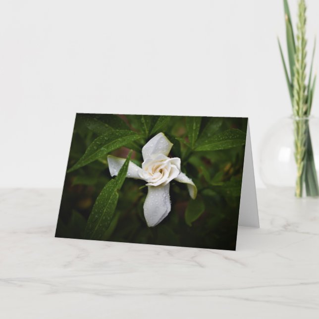 Gardenia, carte (Devant)