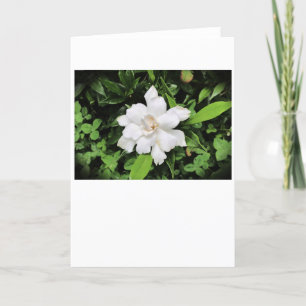 Gardenia, carte