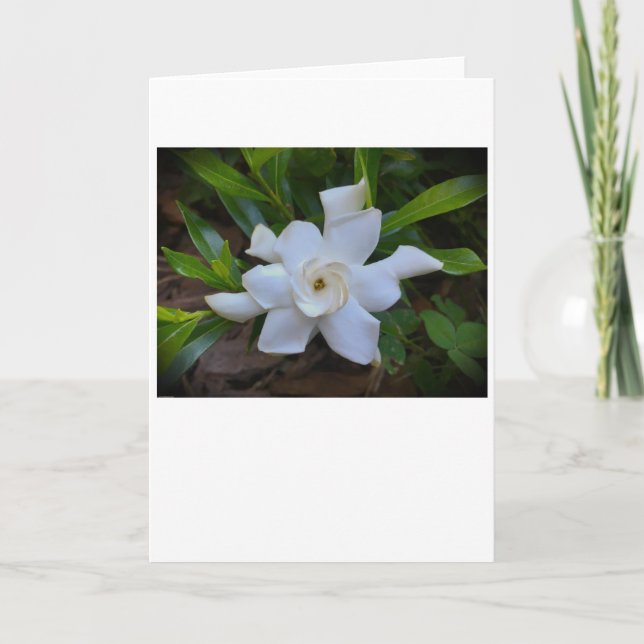 Gardenia, carte (Devant)