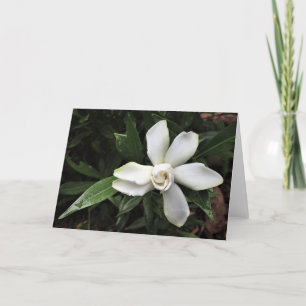 Gardenia, carte
