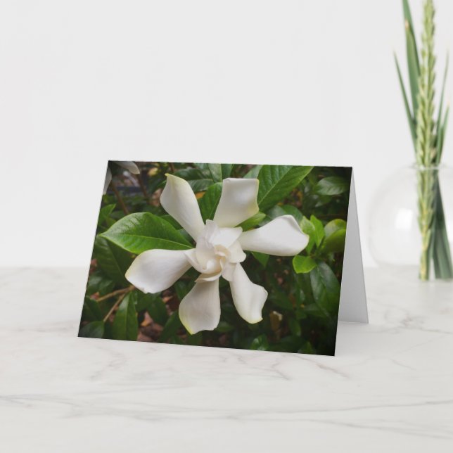 Gardenia, carte (Devant)