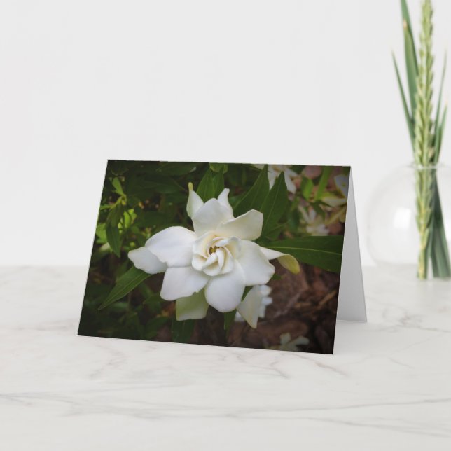 Gardenia, carte (Devant)
