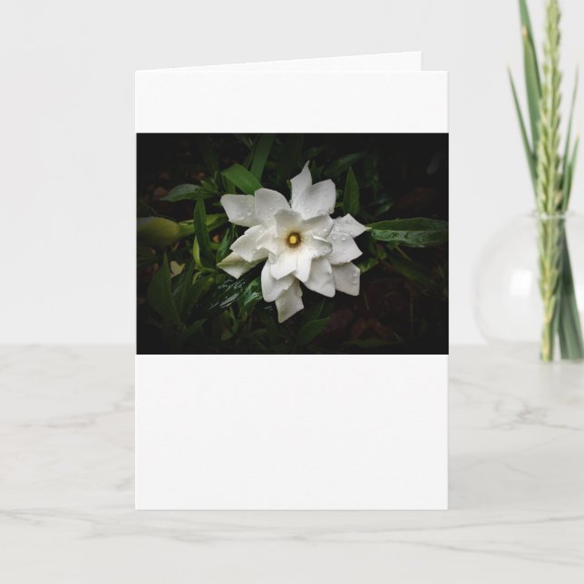 Gardenia, carte (Devant)