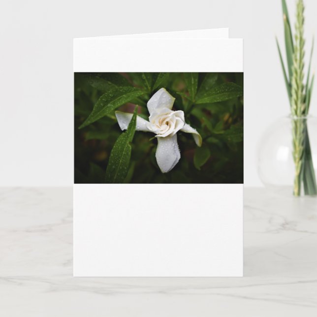 Gardenia, carte (Devant)