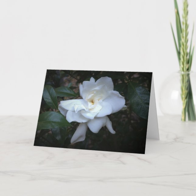 Gardenia, carte (Devant)