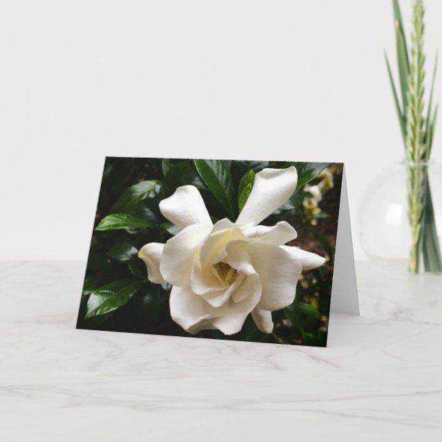Gardenia, carte (Devant)