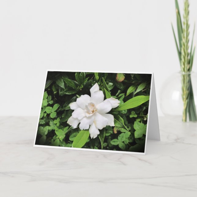 Gardenia, carte (Devant)