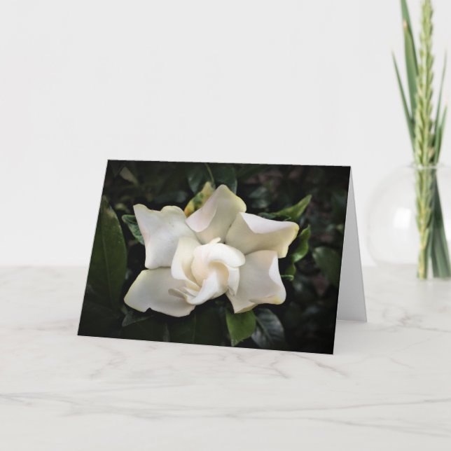 Gardenia, carte (Devant)