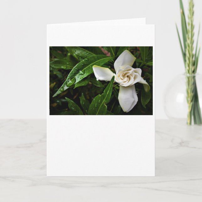 Gardenia, carte (Devant)