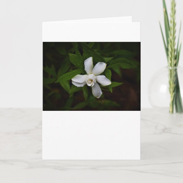 Gardenia, carte (Devant)