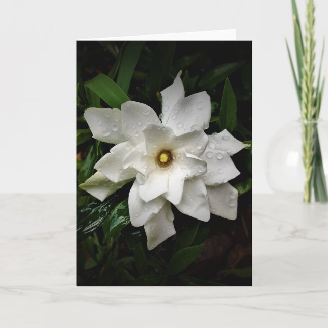Gardenia, carte (Devant)
