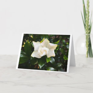 Gardenia, carte