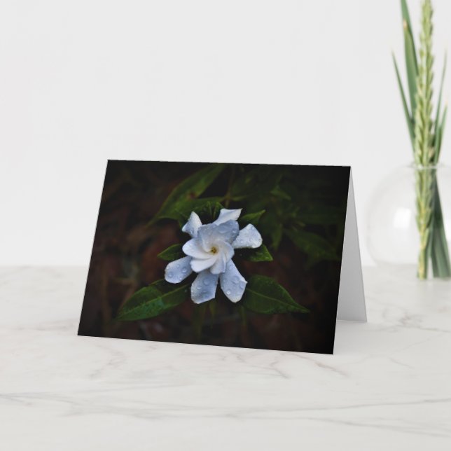 Gardenia, carte (Devant)