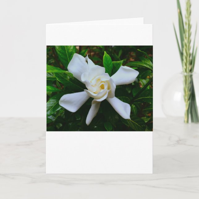Gardenia, carte (Devant)