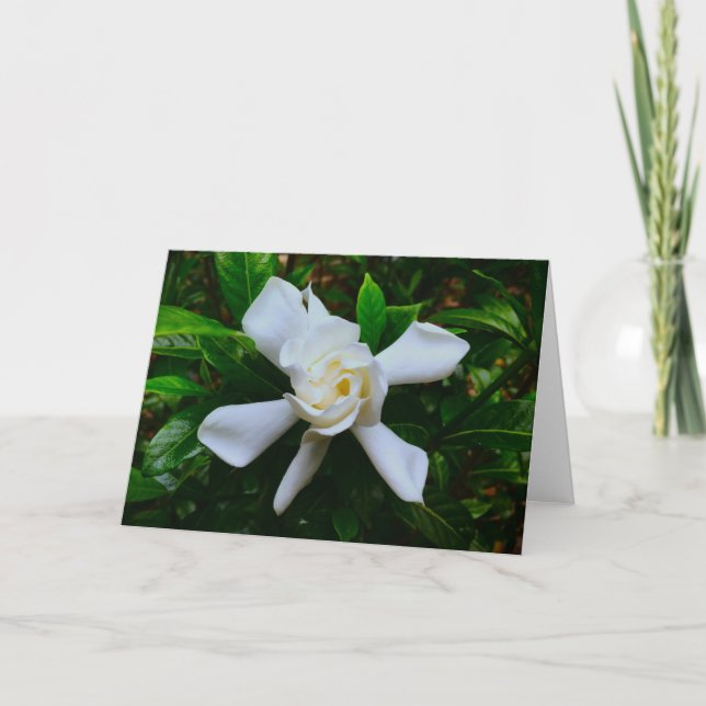 Gardenia, carte (Devant)