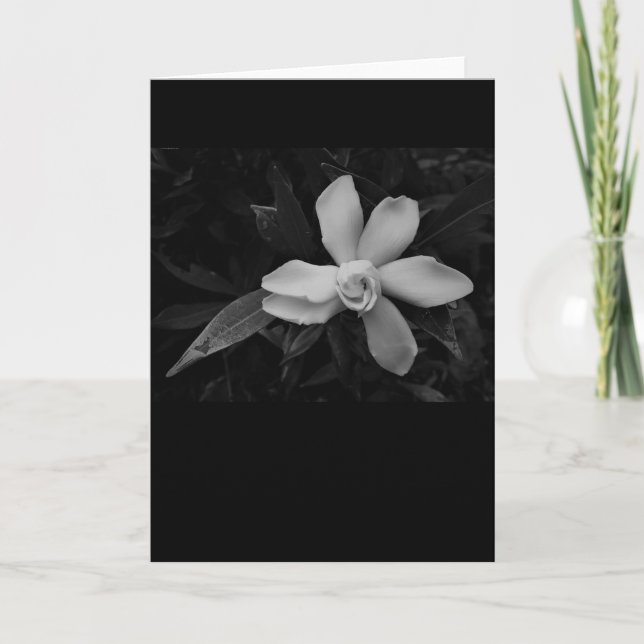 Gardenia - noir, carte (Devant)
