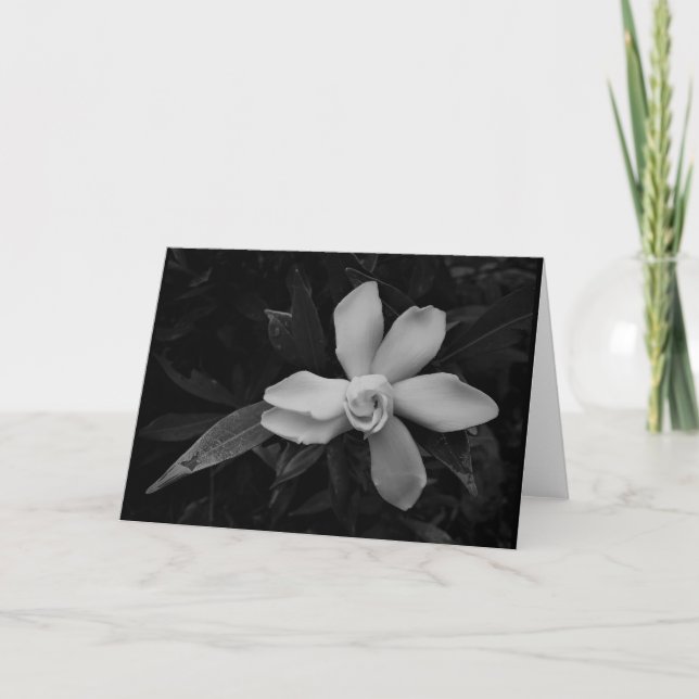 Gardenia - noir, carte (Devant)