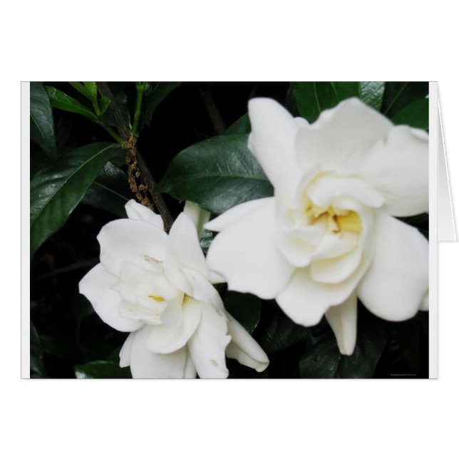 Gardenias (Devant horizontal)
